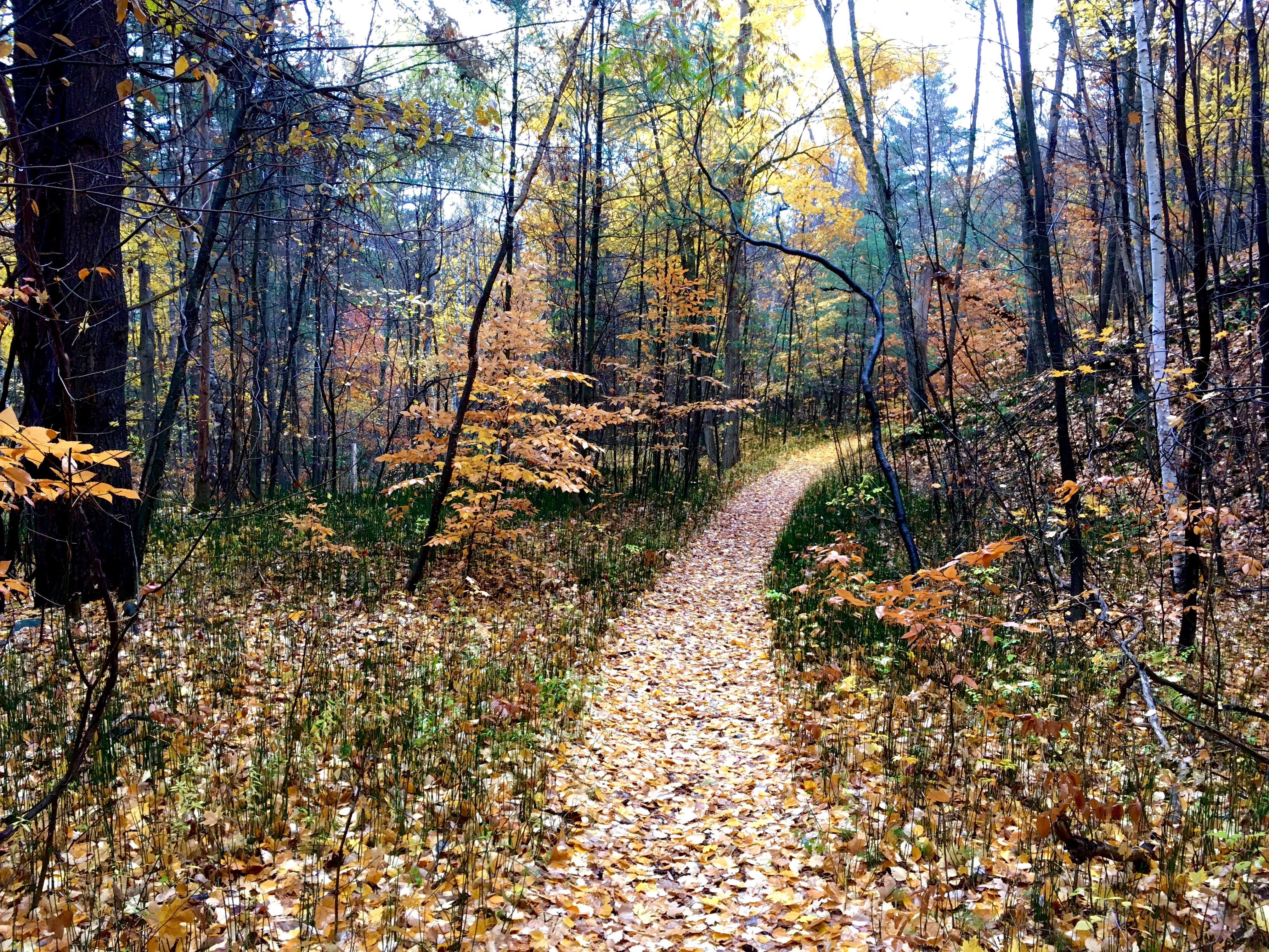 Fall Foliage Hike at Cat & Thomas