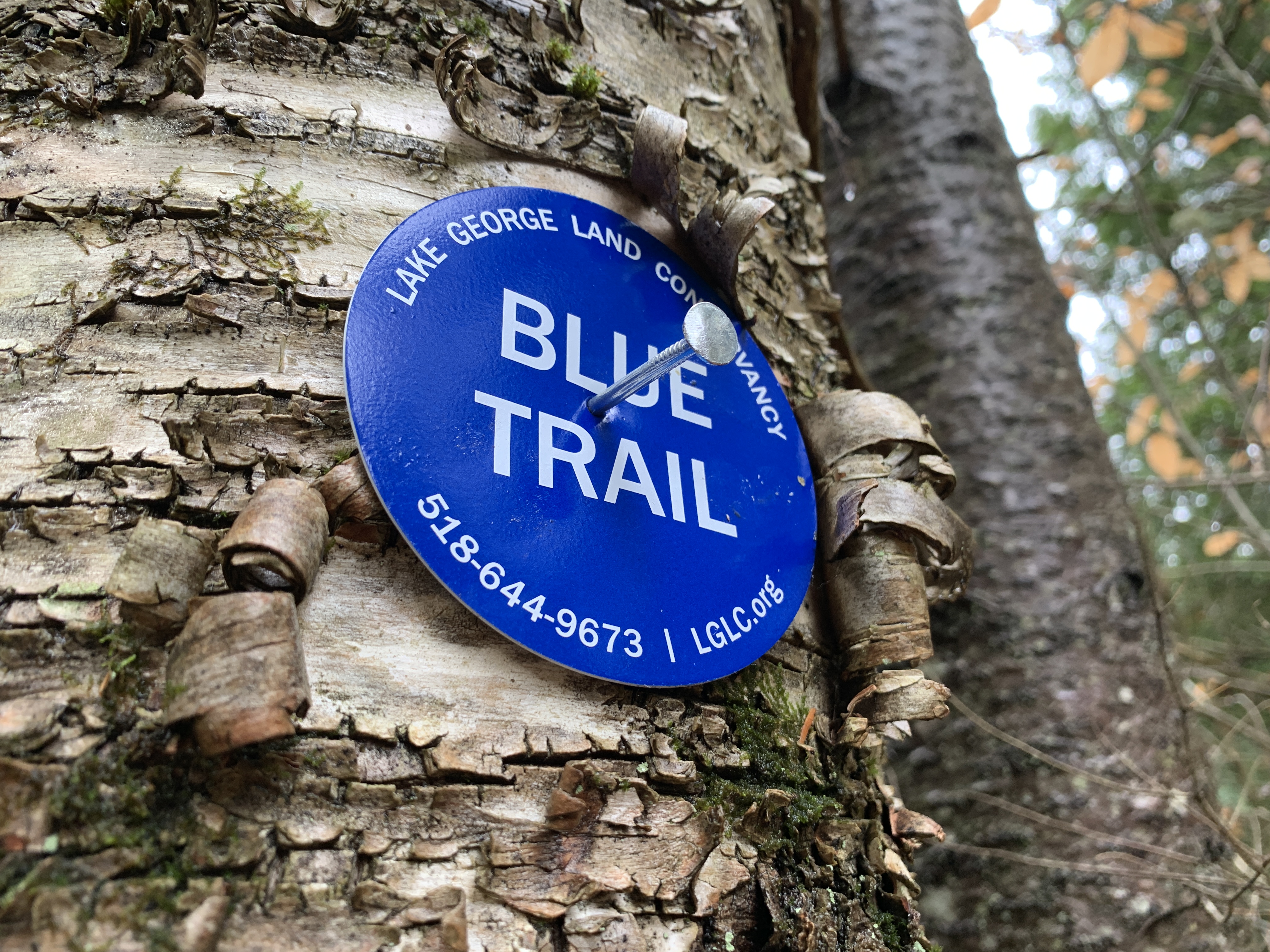 Blue trail marker on a birch tree; marker says "Blue Trail"
