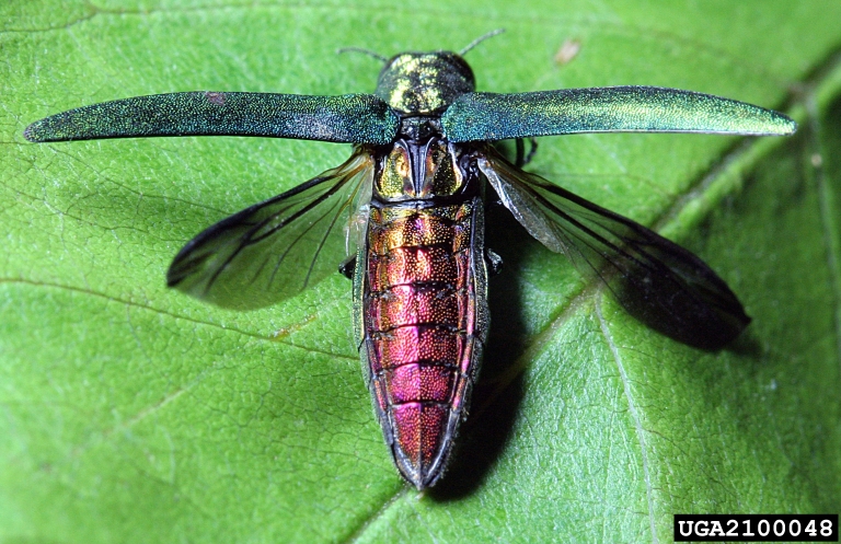 Emerald ash borer on a leaf, wings opened to show a coppery red abdomen. Click to go to a recorded presentation on YouTube about the invasive insect.