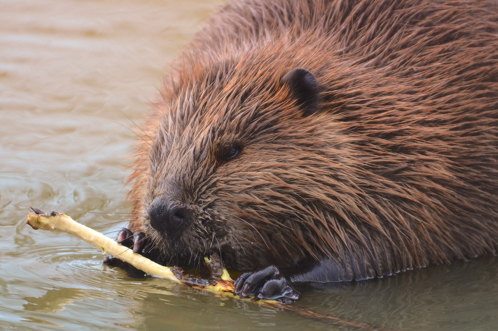 May 28: Beavers