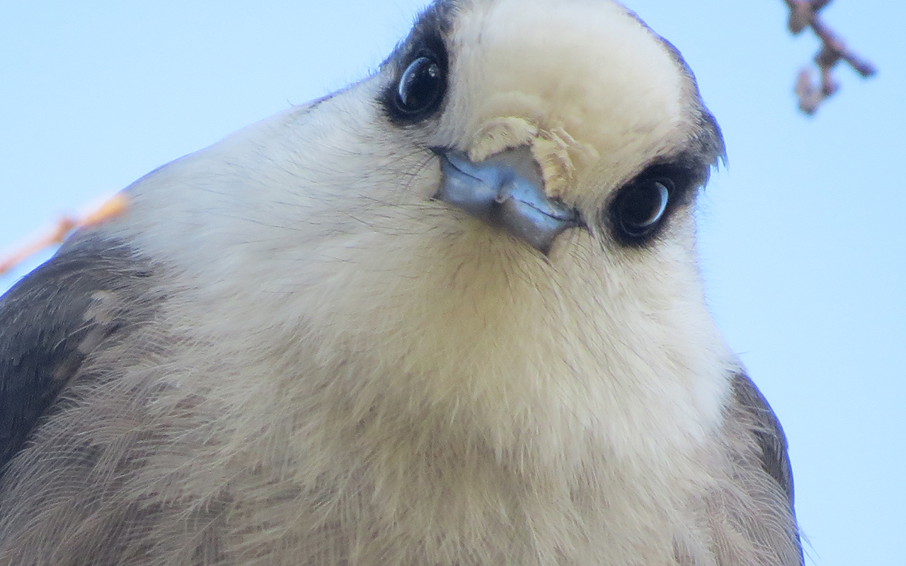 Canada Jay by Joan Collins
