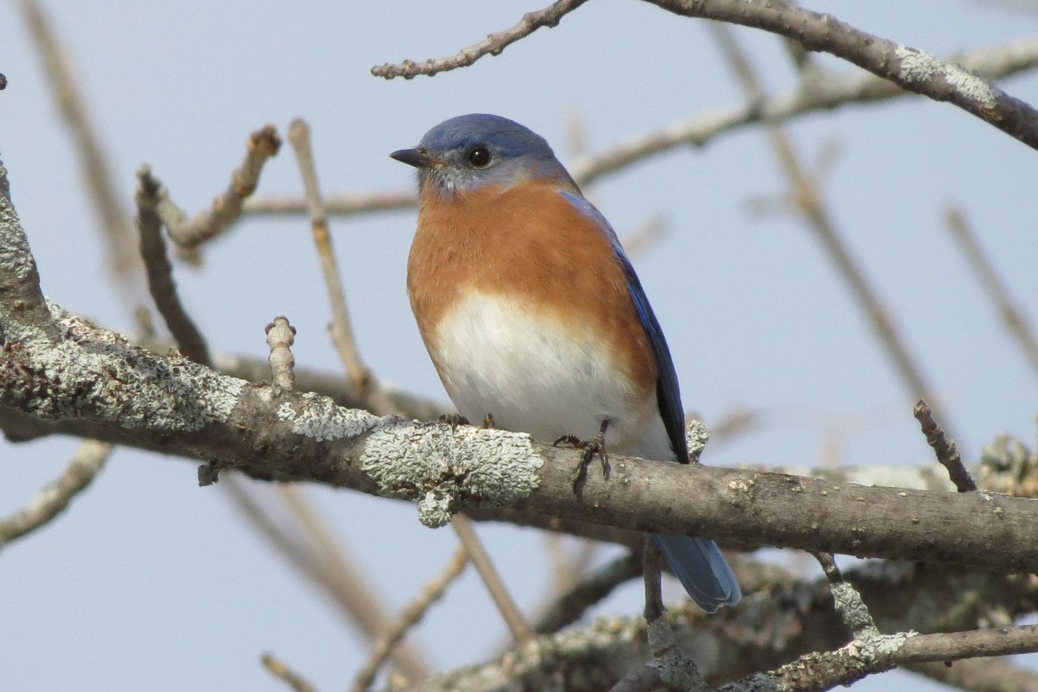 Bluebird sitting on a branch, photo taken by Pat Demko during a past Christmas Bird Count