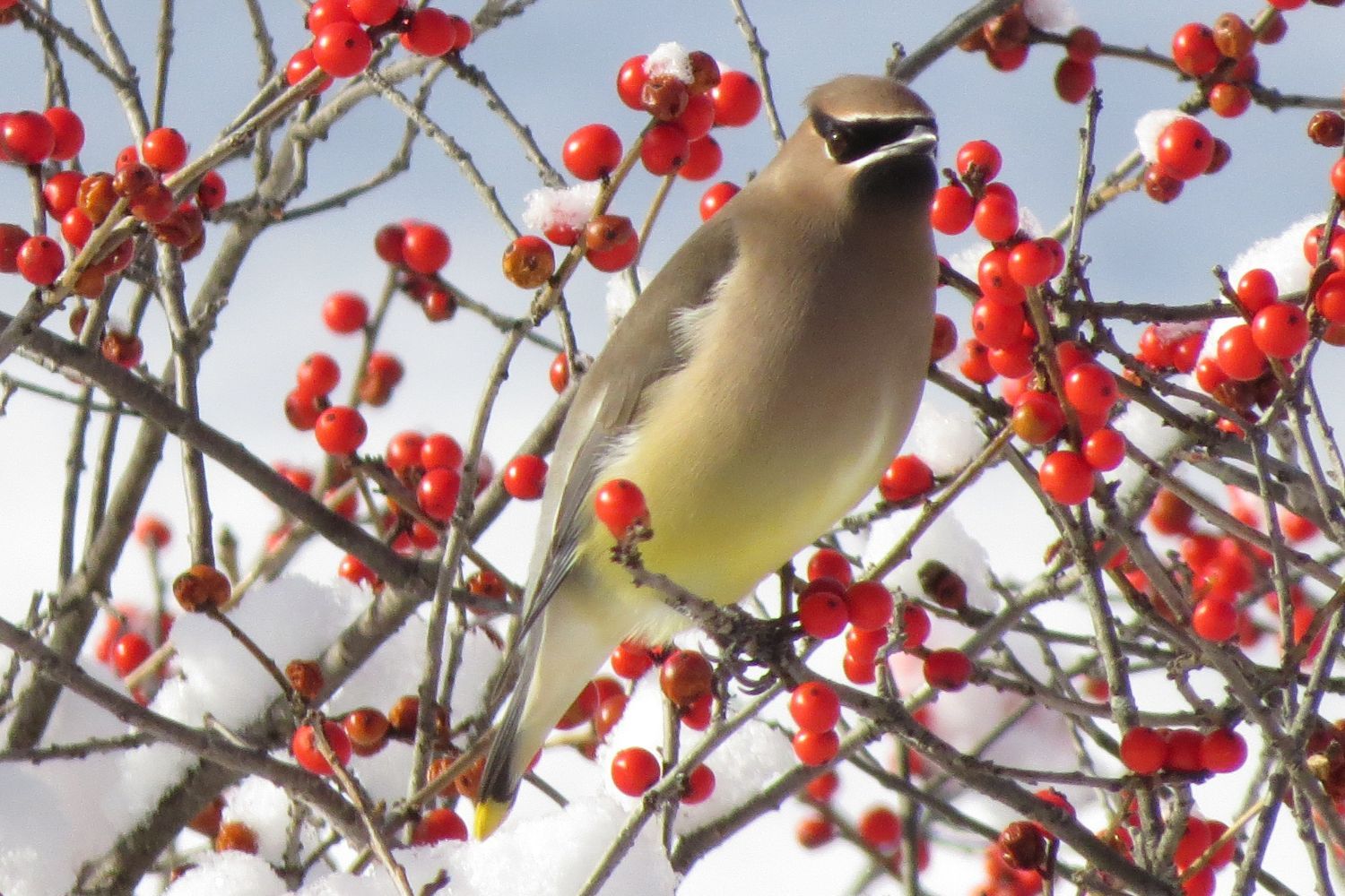 Cedar Waxwing, photo taken by Pat Demko during a past Christmas Bird Count