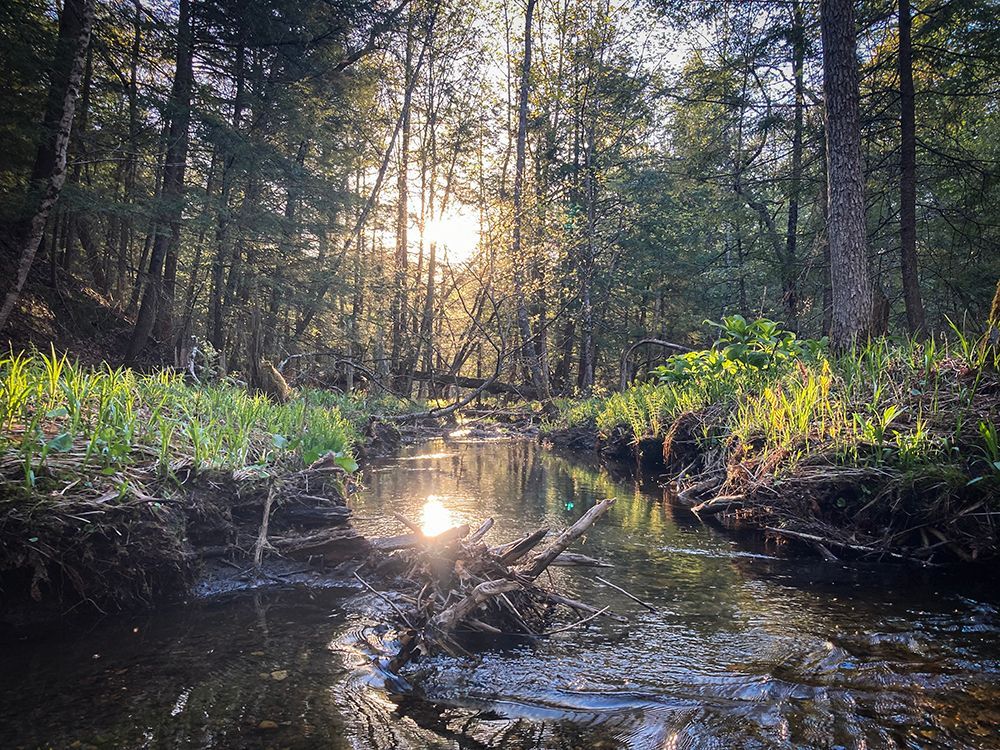 A stream flows smoothly through a forest, while the sun shines through the trees and reflects on the water.