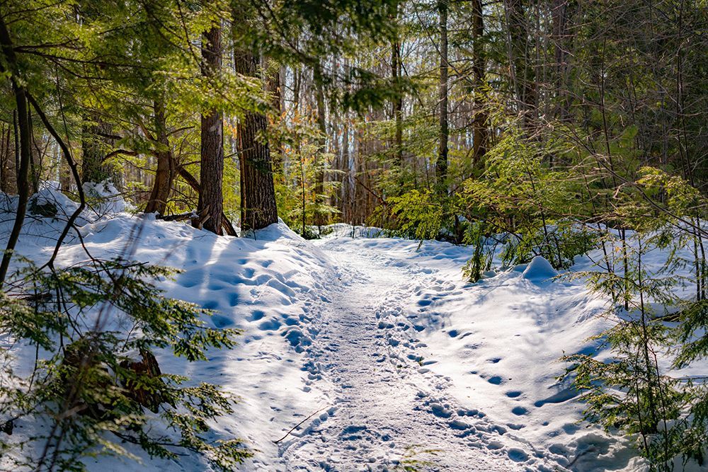 Snowy hiking trail surrounded by green boughs in a forest.