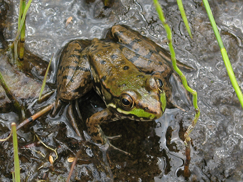 Signs of Spring - Amphibians