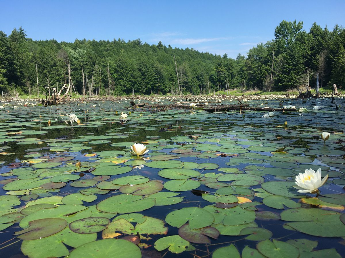 A pond is covered with green lily pads and white flowers. It is surrounded by a dense green forest, and a clear blue sky overhead.