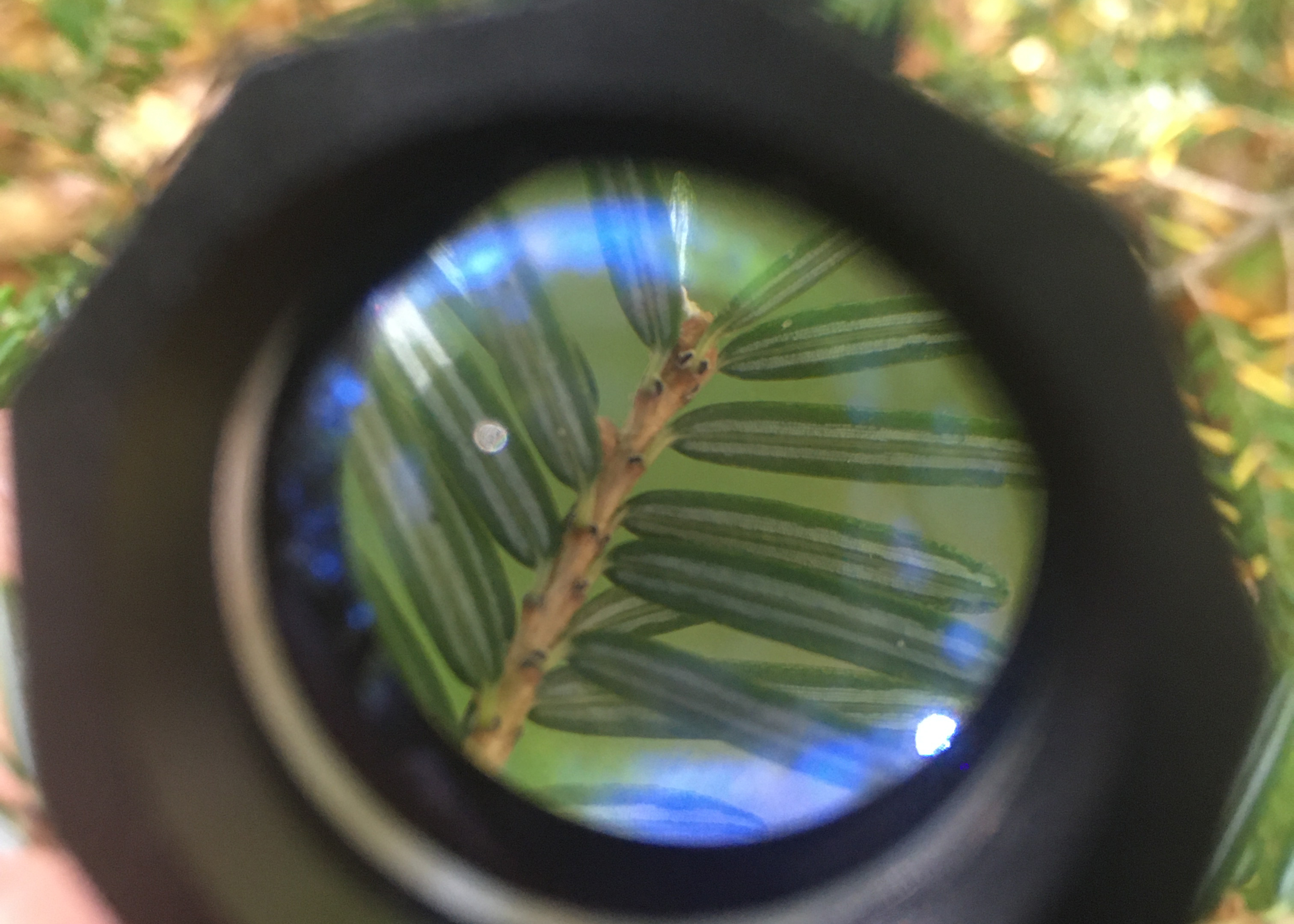 Closeup view of hemlock needles through a magnifying lens