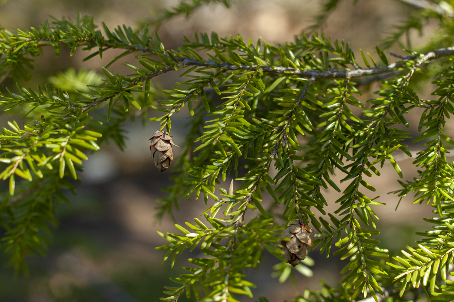 Hemlocks in peril