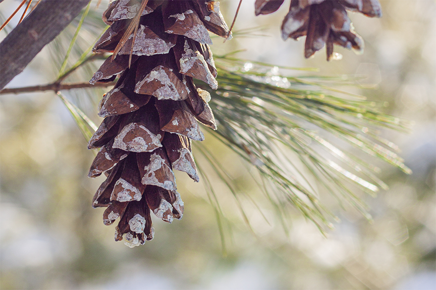 Pine cone in winter