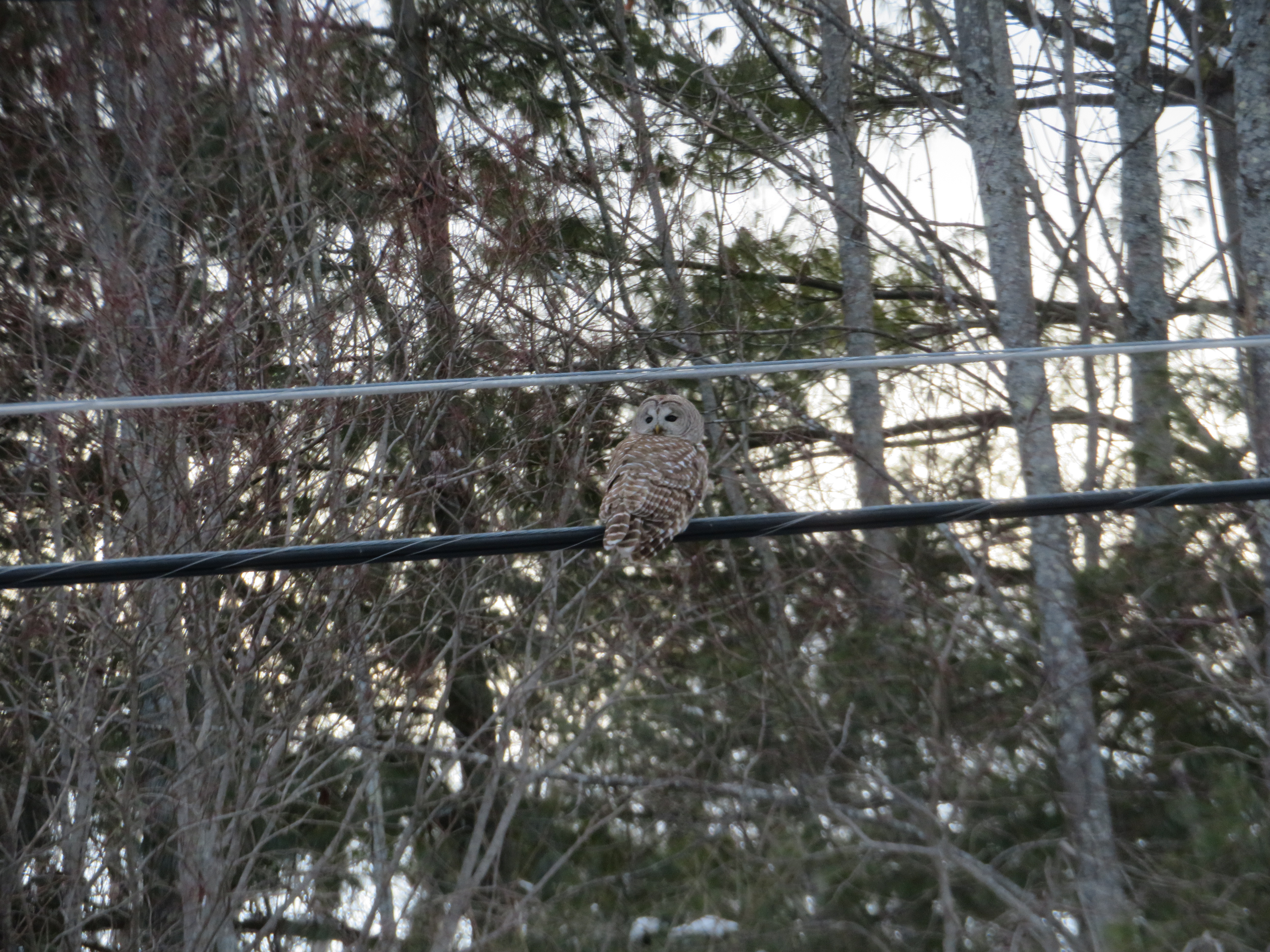 barred owl sits on a telephone wire