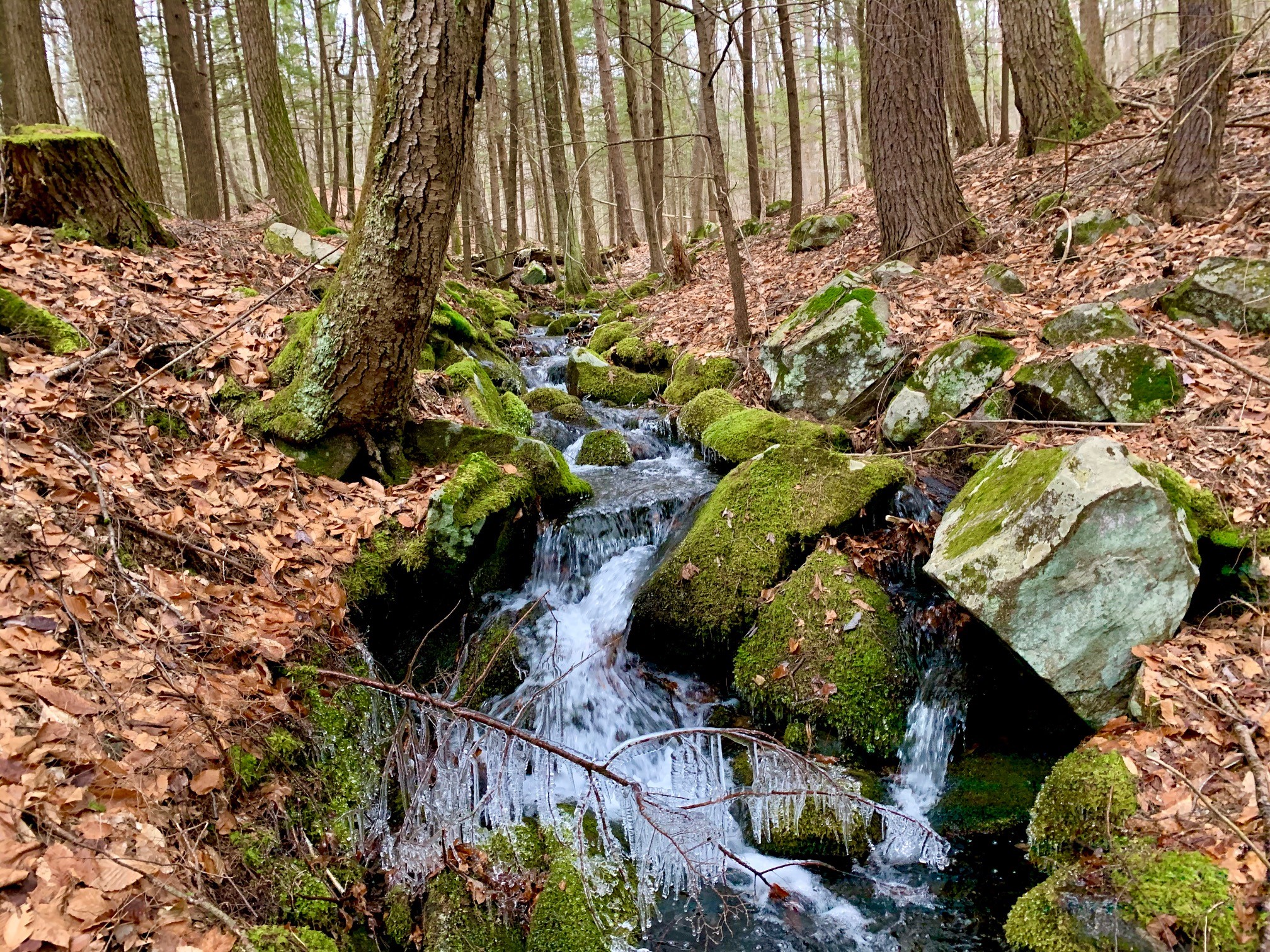 Stream on Twin Pines property