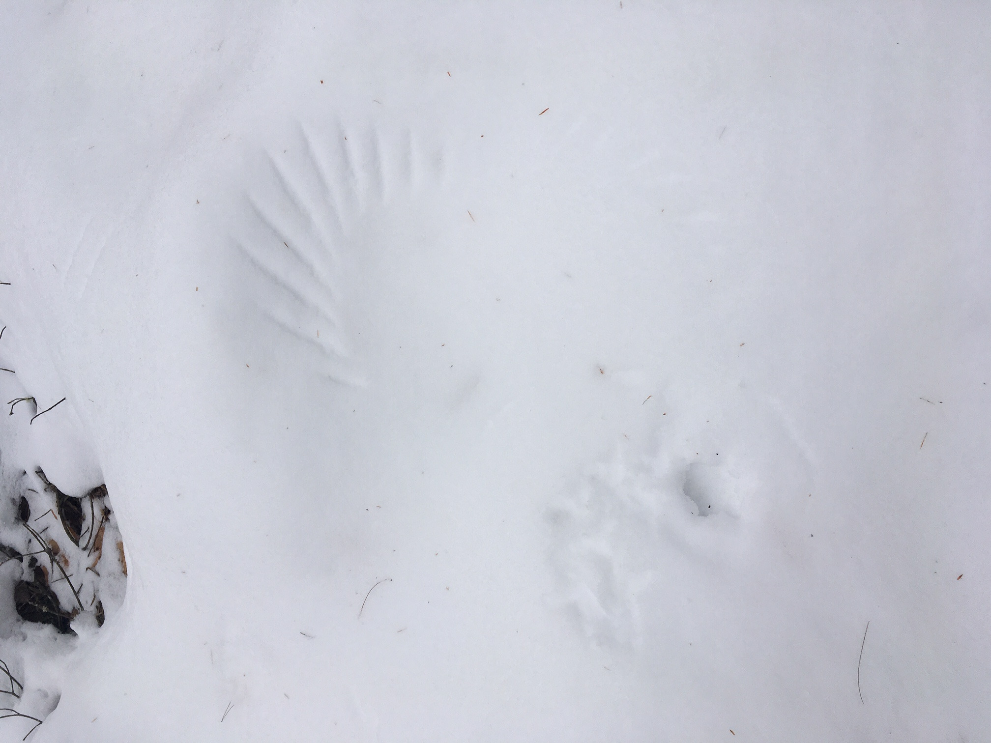 Animal tracks in snow at Amy's Park
