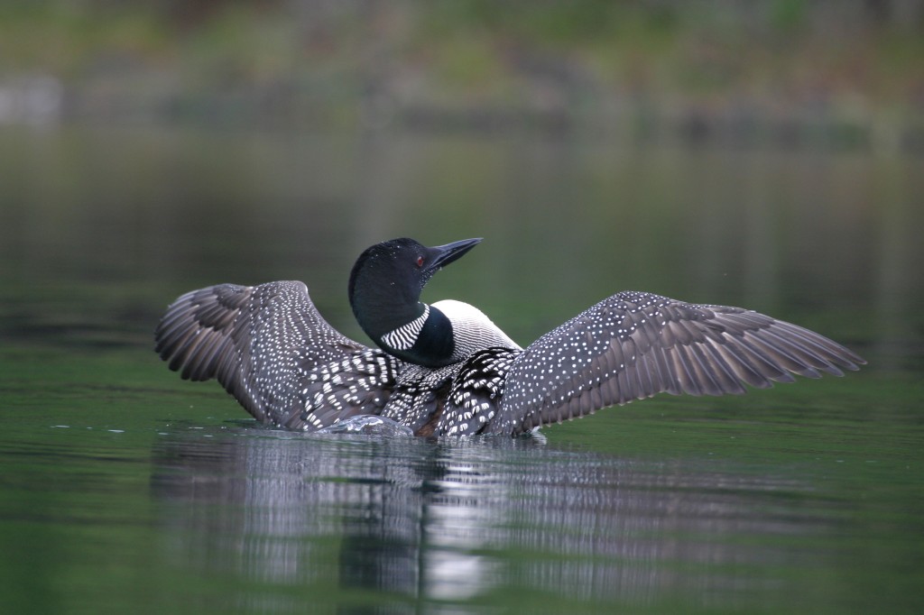 Loon picture by Ron Tanner