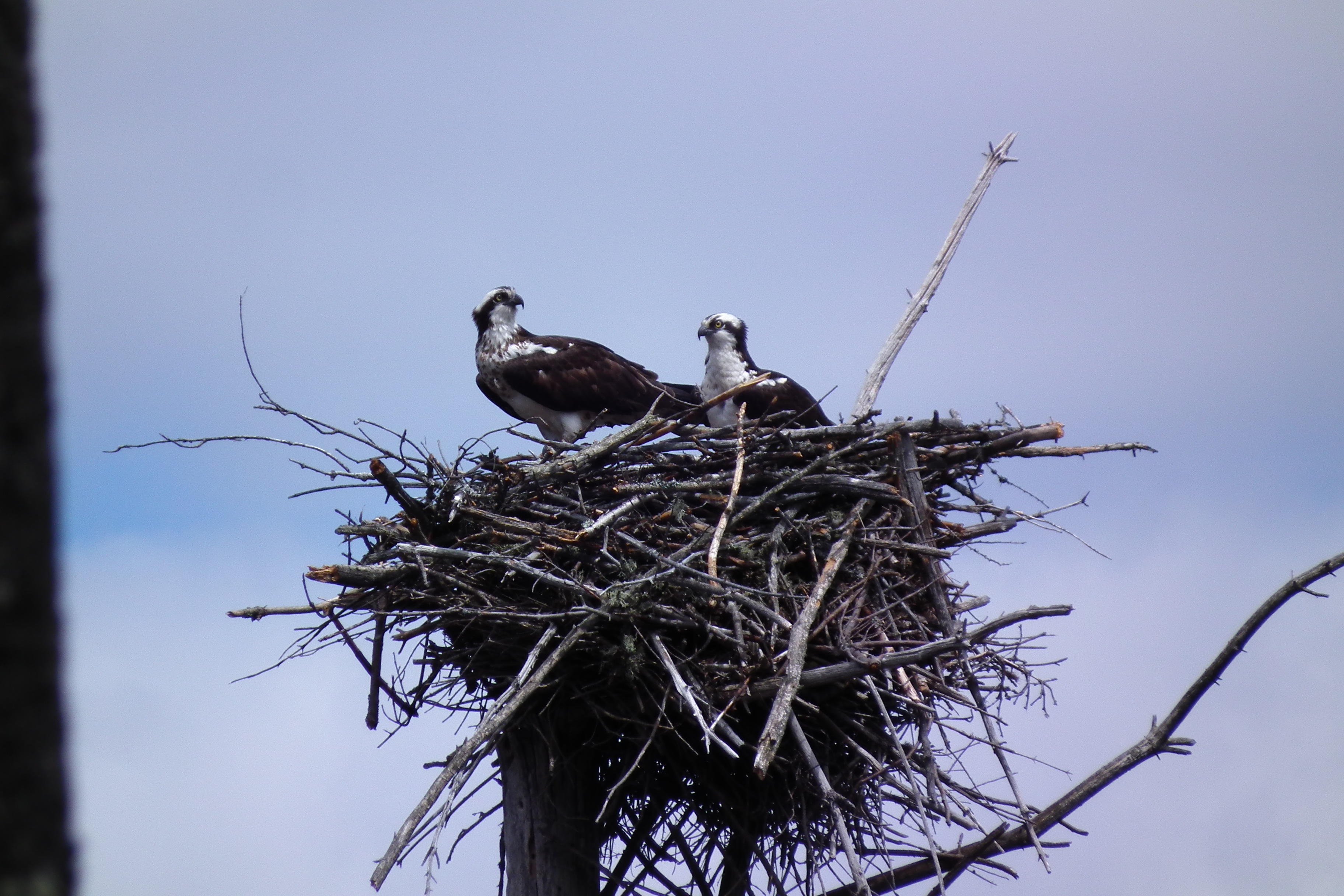 Amy's Park is home to at least one family of Osprey