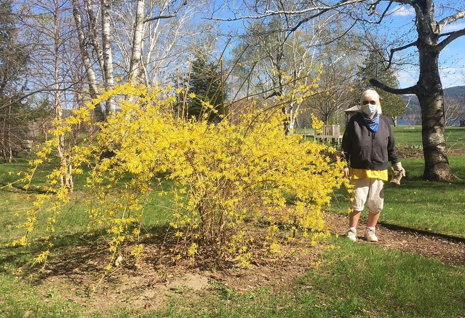 Blooming forsythia at Peggy's Point with volunteer Mary Lou Doulin