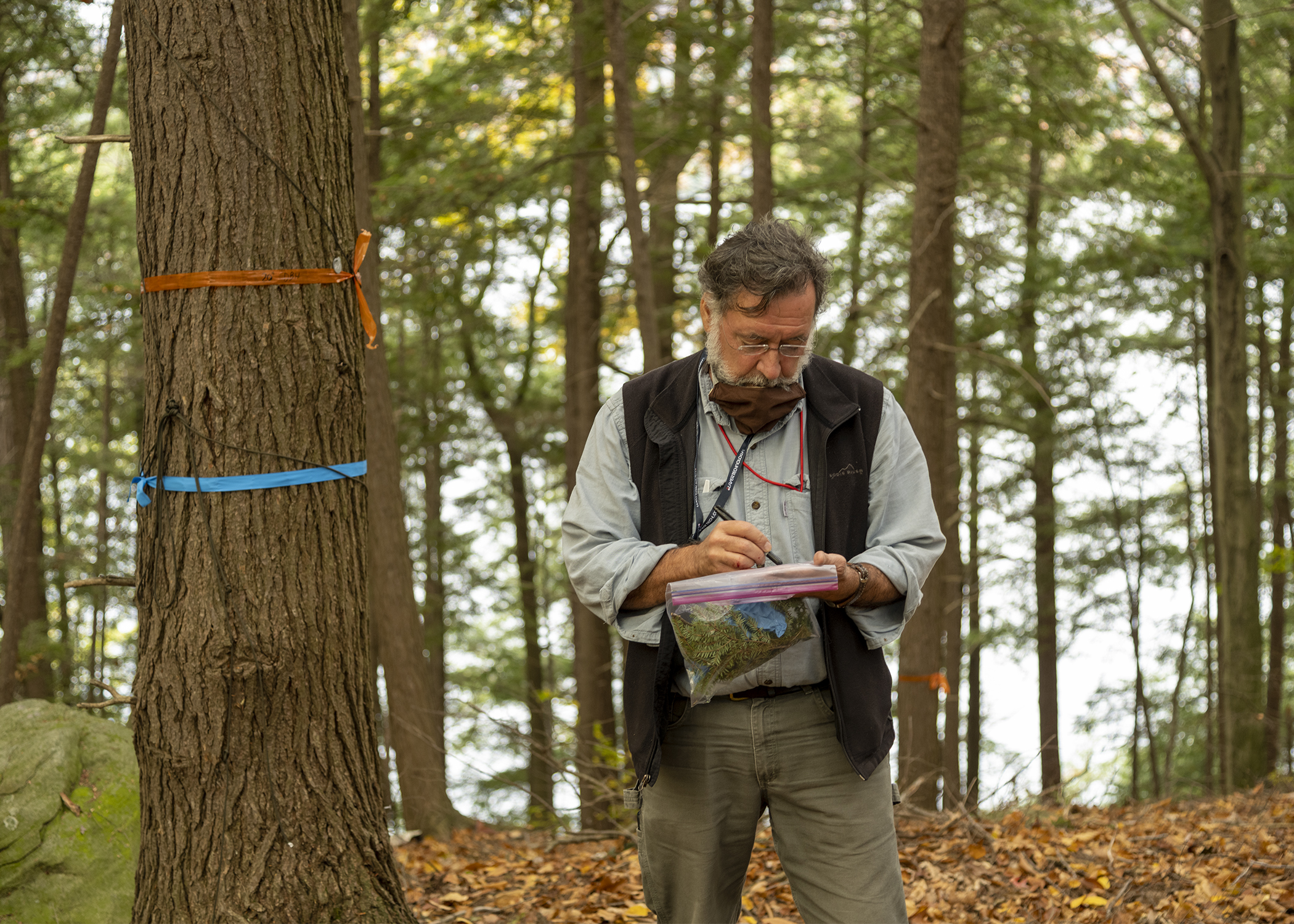Dr. Mark Whitmore inspects a hemlock branch